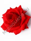 ***/Роза бархатная высокая 6сл., 14 см (К) Красный