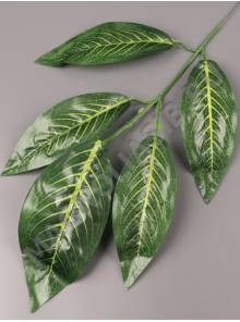 Ветка манго 5 листиков  Зеленый Кощей 58см (листик 16-19см)