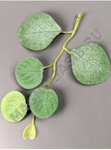 Веточка эвкалипта Серебряный доллар 5 листиков 16см 