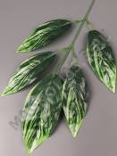 Ветка манго 5 листиков с бело-зелеными прожилками 57см (листик 16-19см)