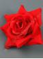 Роза бархат уголком 5сл 14см (красный)