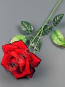 Роза одиночная бархат с темным краем  62см