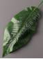 Лист фикуса крупнолистного темно-зеленый 20/37 см.