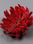 Хризантема Паук неткан. 9сл 20см (крас роз сир борд персик)