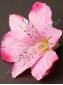 МоскваЛилия-орхидея хлопок 12см без тычинки (бел крас син роз жел сир мол-роз )(тычинка см 2209, 220
